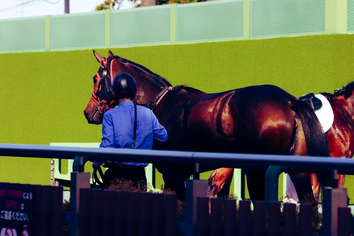 majesty_bio's tweet photo. 2021/12/05　中山2R・2歳未勝利
ファディッシュ
13番人気8着。人気以上には頑張っているんですけれども、、、。
#ファディッシュ
#秋山稔樹
#青木孝文厩舎 https://t.co/IwHCw396KV