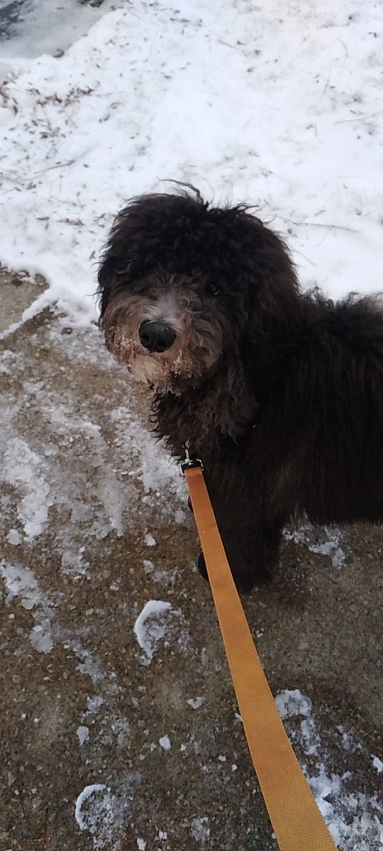 artisanaldesign's tweet photo. There should be vintage inspired outfits for dogs...just saying. #dogmom #morningwalks #furryfandom #labradoodles https://t.co/XVPdtGzxR1