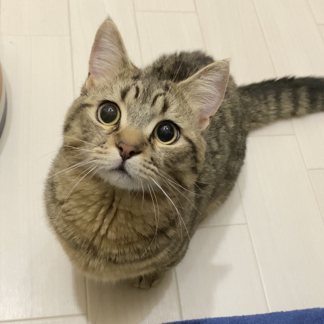 typeR5ooo's tweet photo. 家の猫ぽてと♂が猫伝染性腹膜炎(FIP)と言う致死率100%の病気にかかりました。日本に治療法がないので海外の薬を飲ませ始めたのですが、貧血の進みが早く、いつ亡くなってもおかしくない危険な状態です
B型の輸血できる子を探してます！
出来ることは全部したいです
拡散お願いします
#猫#B型#FIP#輸血 https://t.co/p4uOMVAGLA