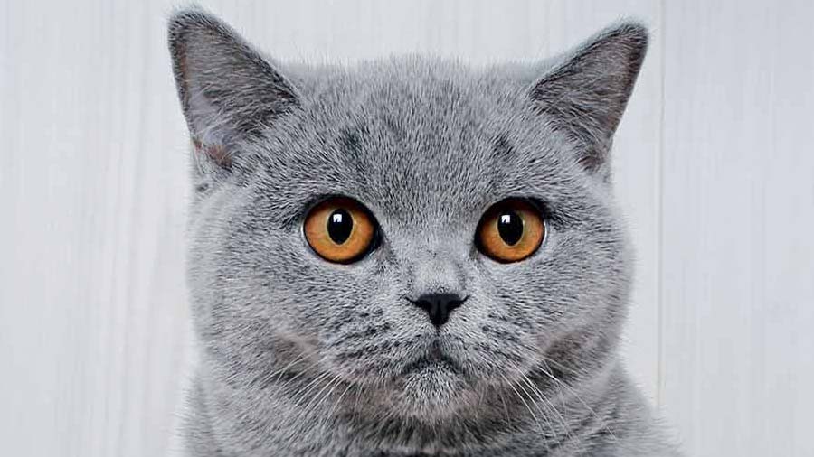 According to research, 50% of people in this world have cats or kittens as their pets, and Blue British Shorthair is one of a kind. This is a domesticated cat breed that is beloved by people across the globe.
bit.ly/3rR1v8o

#BlueBritish #ShorthairKittens #ShorthairBreed