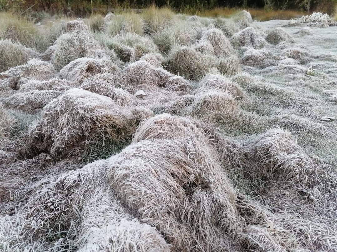 Constanza Siente el frío❄️❄️❄️❄️❄️
Las condiciones climáticas de Valle Nuevo, volvieron a mostrar su lado más puro al registrarse la madrugada de este jueves 09 de diciembre 2021 una fresca temperatura de -2°C, 
Para la ciudad de Constanza la temperatura mínima alcanzó los 10°C,