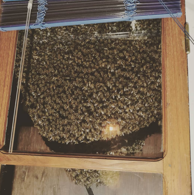 GlobuzzBees's tweet photo. that swarm into chimneys, behind shutters, in composting containers, old furniture, between walls, and so on..
Between shutters and the window is very interesting, you can observe them from the inside through the window.
β€οΈπ #globuzz #bees https://t.co/mnMz54LzSz