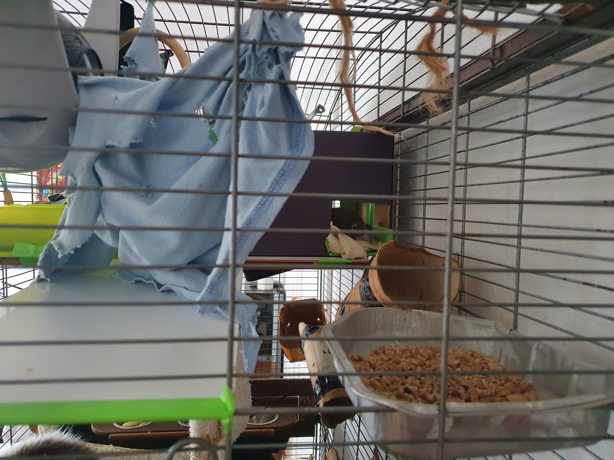 Huculinka's tweet photo. I installed a new housie to the top of the #RΓ’teau. While the trusting, pure #pRATty went straight inside and off to sleep, the suspectful, cage protective #LandRAT and #TAR wanted to pick a fight with the intruder long after the works finished. https://t.co/sHomB5Ybiv
