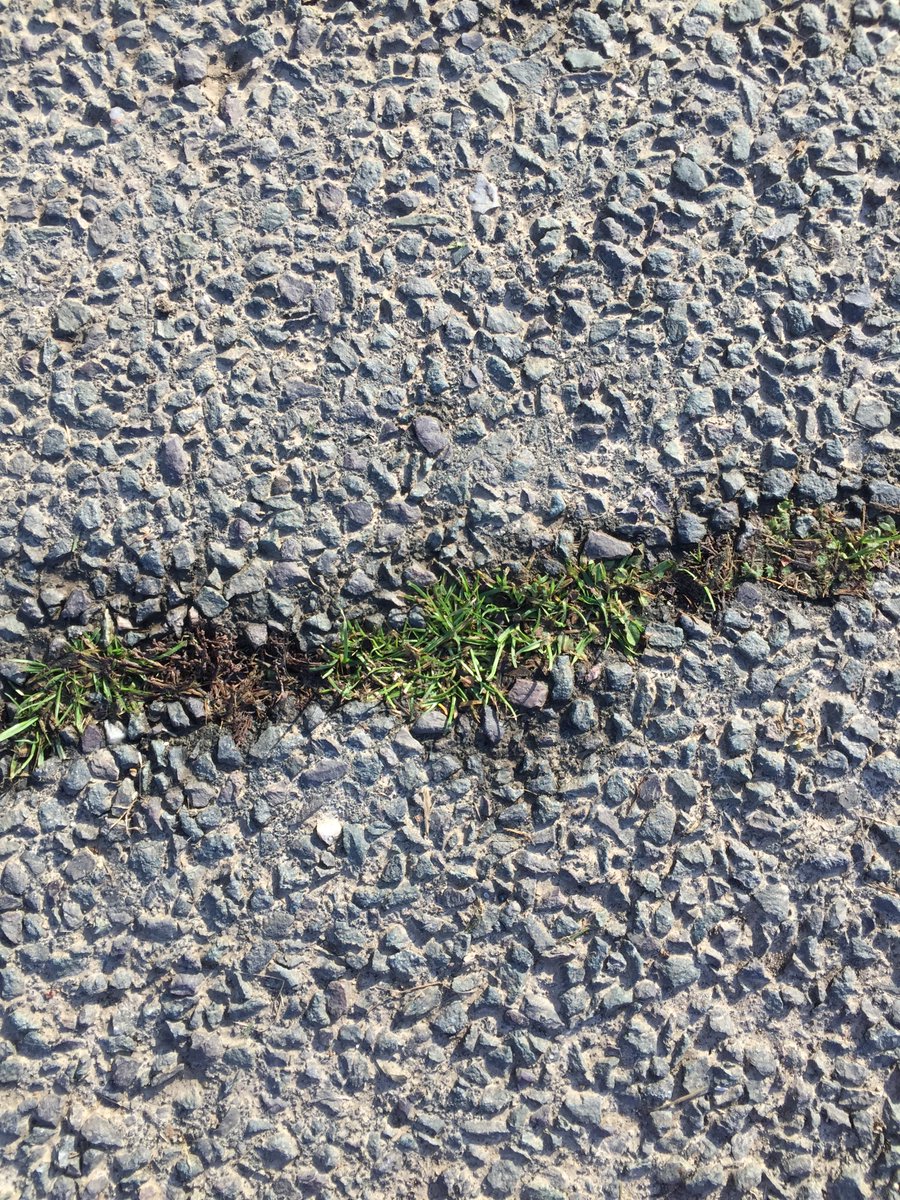 If you are feeling run over or run down, perhaps you can take courage from the sheer resilience of even the tiniest little plants. Sometimes we can't choose where we are and what is happening to us, but we can choose to make the best of what we have.