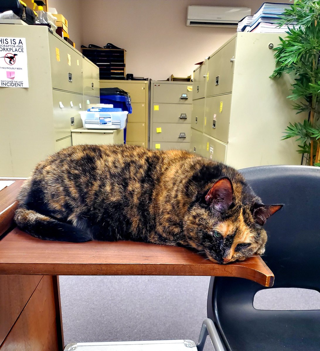 My desk pull-out at work is now a cat bed.