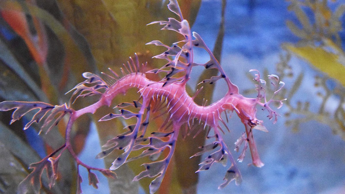 MissDLilley's tweet photo. This just made my day! Almost as good as when I first saw a leafy sea dragon and an axolotl! #wonder #nature https://t.co/Q5twWyjCKd