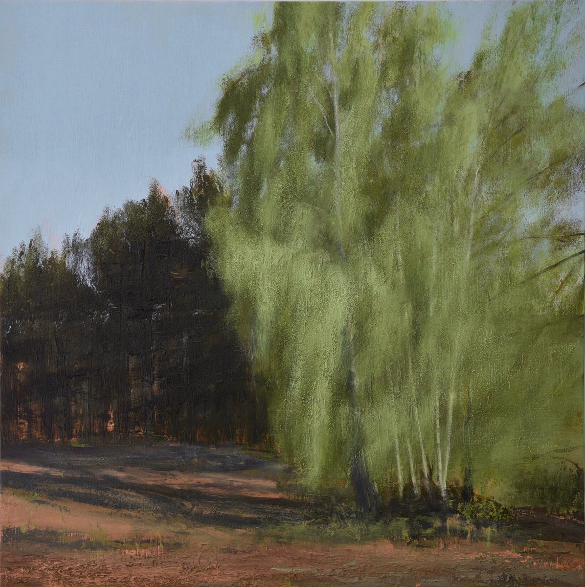 An oil landscape of birches in Sussex - an oil on panel -75 cm. Painted with knives and brushes on panel on location, en plein air. Responding to the elements, light and space. #southdownsnationalpark
#enpleinair 
#enpleinairpainting 
#birchpainting
#birches 
#landscapepainting