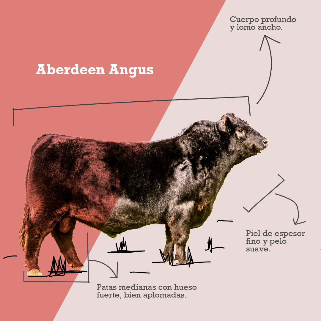 #Ganadería | En #ElRetiro, estancia de #GarruchosAgropecuaria, una de las razas que se crían es la #AberdeenAngus, #razabovina que se destaca por su productividad inigualable.