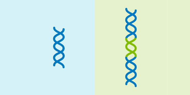 Researchers have developed a new version of prime editing that can install or swap out gene-sized DNA sequences in human cells — and could be a safer approach to gene therapy. broad.io/twin-prime-edi…