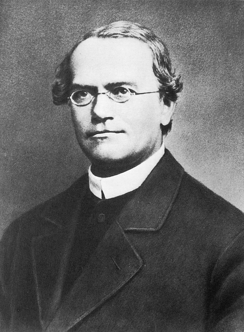 drguidoknapp's tweet photo. Um 1870: Gregor Mendel, Pionier der Genetik, züchtet ein stachelloses Bienenvolk. Es wird umgehend von seinen Artgenossen (mit Stachel!) ausgerottet. https://t.co/lUDCMOlvPu