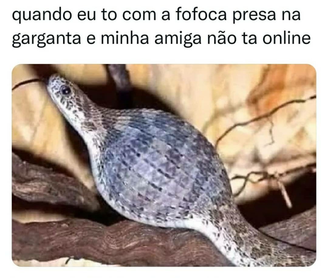 083Tropa_pp's tweet photo. Aquela amiga que você compartilha as fofocas😂😂😂 https://t.co/g8XjnT8NMQ