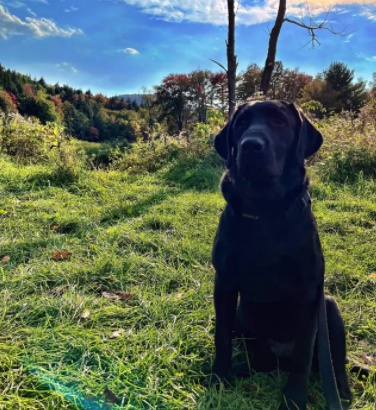 CampingEdition's tweet photo. My dogs first camping trip was back in September
#campingwithdogs #campingdog #campingwithdog #dogcamping #dogscamping #dogfriendlycamping #dogsgocamping #doggiecamping #campingdogs #campingdogsofinstagram #campingwithdogs🐾 #campingdogslife #campingdogfriendly #campingdoggo #cam https://t.co/J2NhXfmOyS