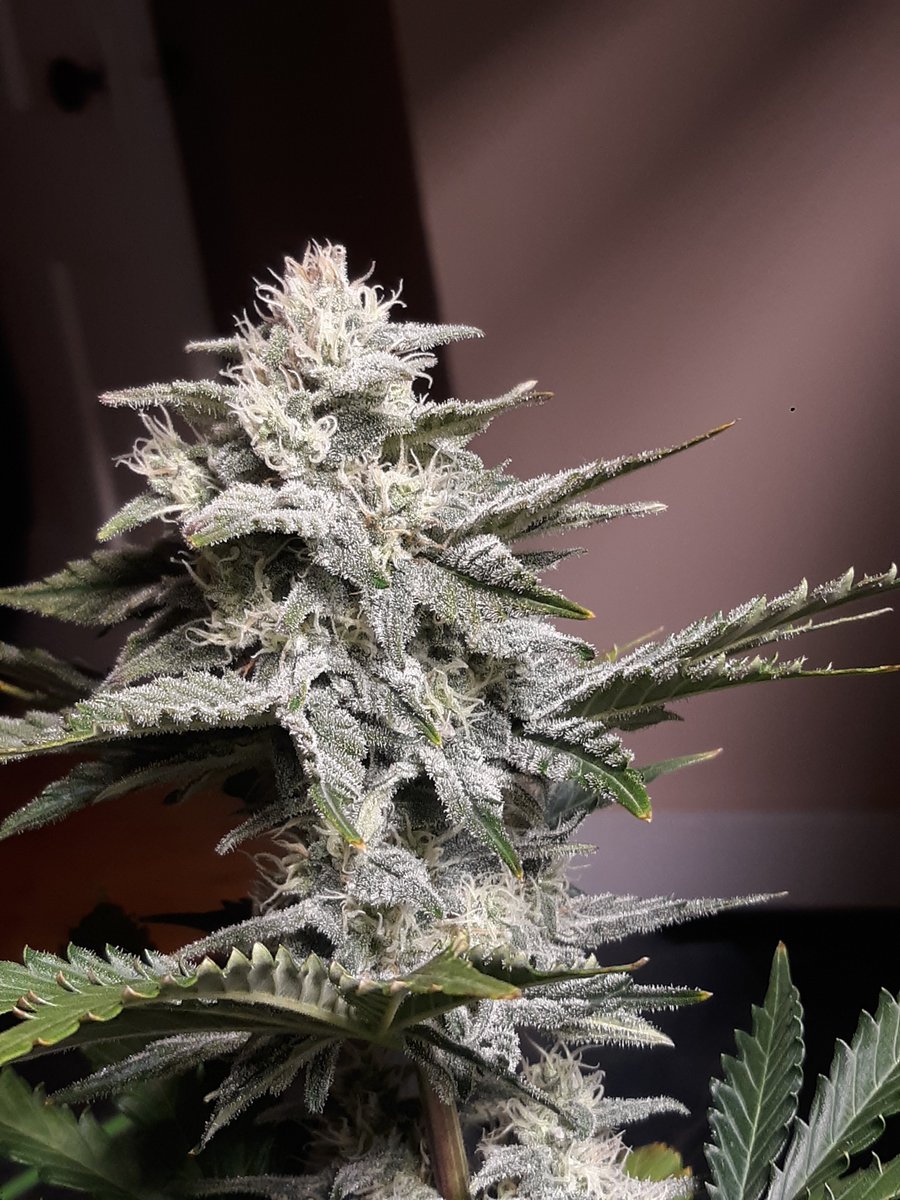 Cheesewreck bred by me
#cannabis #seeds #autoflowers #feminized
