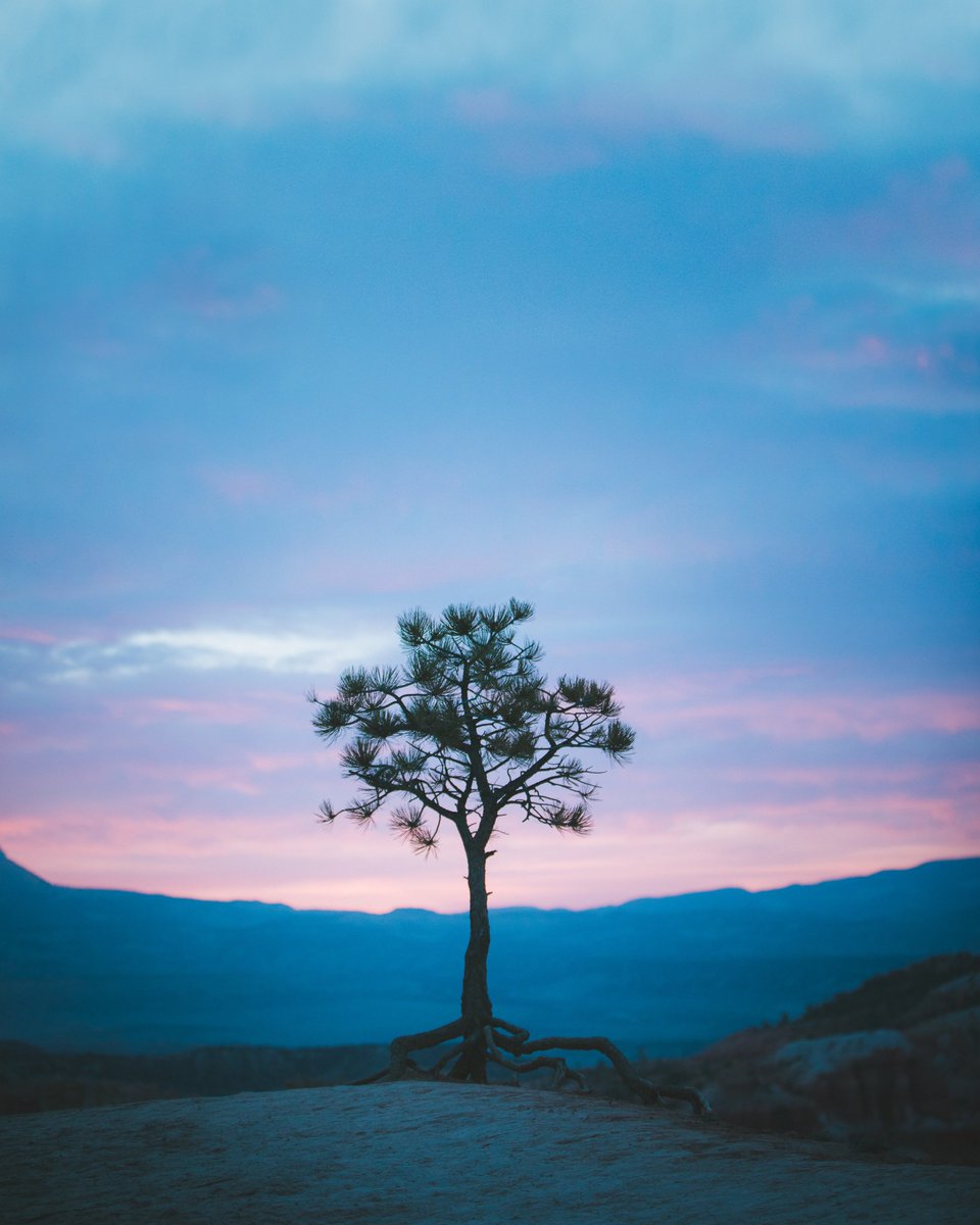 ChristianSchafR's tweet photo. lone tree https://t.co/TGl0y6jqT4