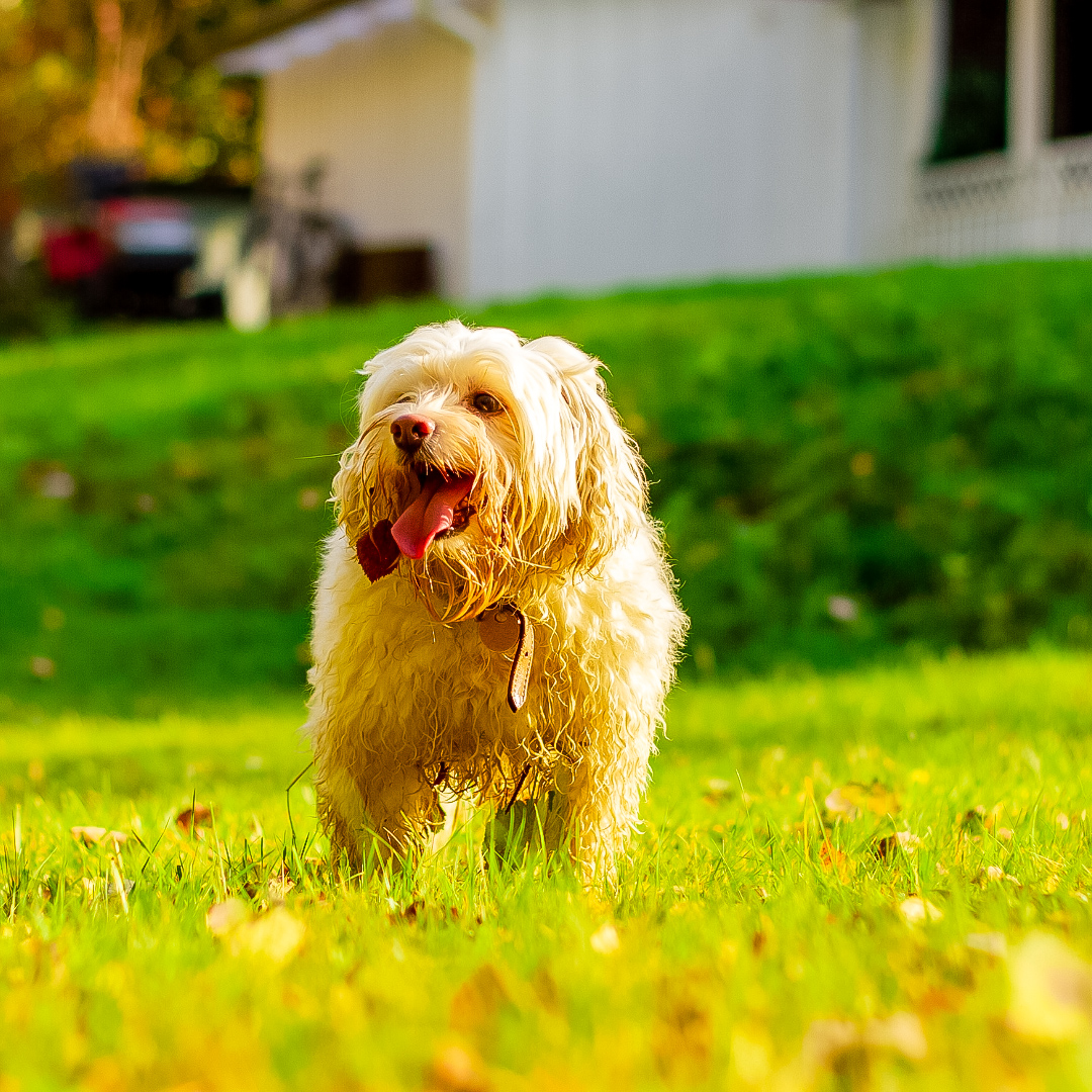 Is Spot causing too many spots on your lawn? Don't worry! There are many easy steps you can take to both prevent and fix the dog patches in your yard. Check out our latest blog to learn about how you can keep both of your pet and lawn happy! 🐶🌱 #lawncare #doglover #smarttech