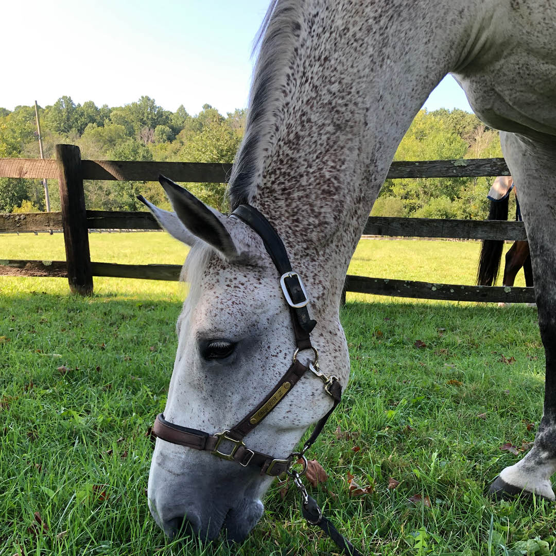 equitanausa's tweet photo. Happy National Day of Veterinary Medicine! 🩺 We’re thankful for the vets who made it their job to care for all animals – especially our hoofed friends! 🐴 https://t.co/8g9Ib6xHcZ
