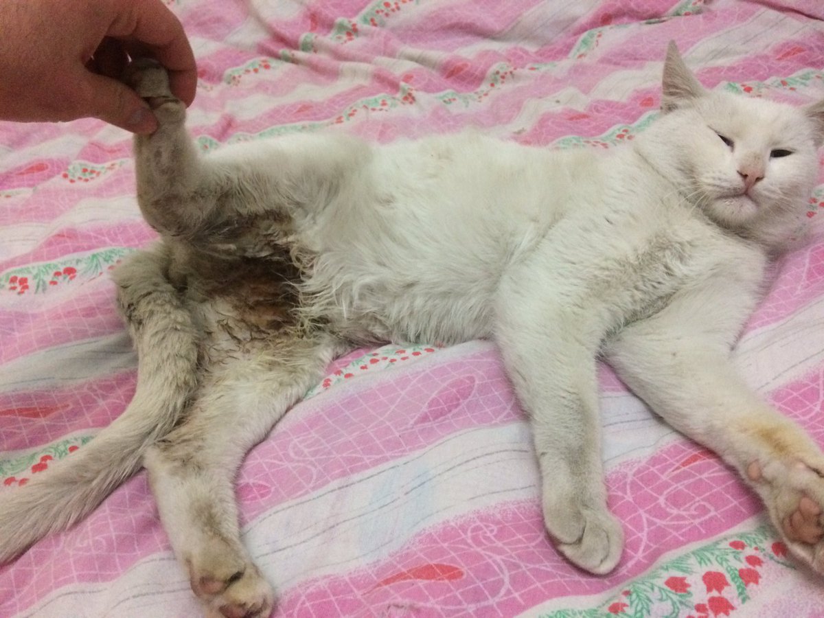 fipwarriorbadem's tweet photo. Merhabalar efendim
Dün sokakta beslediğim canlardan birine köpekler saldırdı. Karnında yarası var ve yürümekte zorlanıyor. Baya hırpalanmış. Yemek yemiyor. Yarın fakülteye götürmem lazım. Bu cana destek olur musunuz? https://t.co/52N3F4jKTz