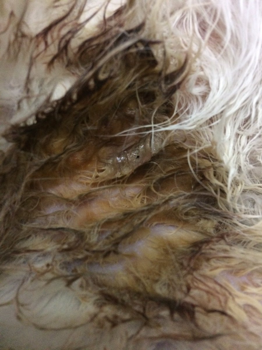 fipwarriorbadem's tweet photo. Merhabalar efendim
Dün sokakta beslediğim canlardan birine köpekler saldırdı. Karnında yarası var ve yürümekte zorlanıyor. Baya hırpalanmış. Yemek yemiyor. Yarın fakülteye götürmem lazım. Bu cana destek olur musunuz? https://t.co/52N3F4jKTz