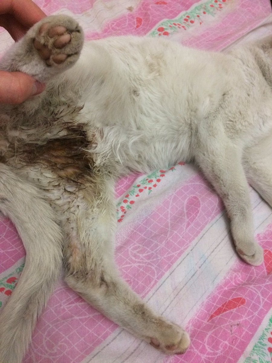 fipwarriorbadem's tweet photo. Merhabalar efendim
Dün sokakta beslediğim canlardan birine köpekler saldırdı. Karnında yarası var ve yürümekte zorlanıyor. Baya hırpalanmış. Yemek yemiyor. Yarın fakülteye götürmem lazım. Bu cana destek olur musunuz? https://t.co/52N3F4jKTz
