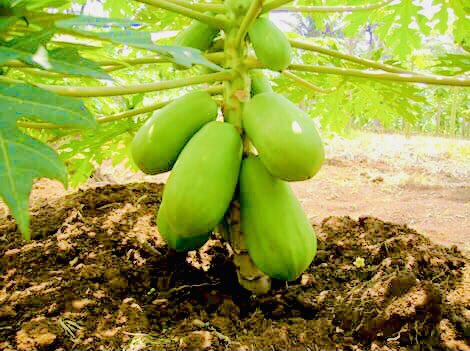 musse408's tweet photo. Babaay 🇸🇴 🚜

Goormee Kugu Dambeysay ? https://t.co/XcgXs1RMr2
