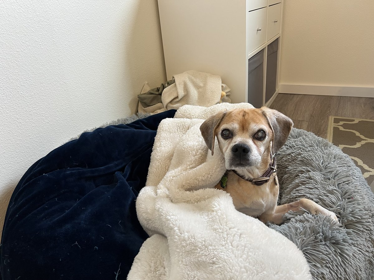 lindstifa's tweet photo. @seanhussey Here is 15.75 year-old Tucker wondering why the hell I’m interrupting his nap. https://t.co/BYtShAqSir