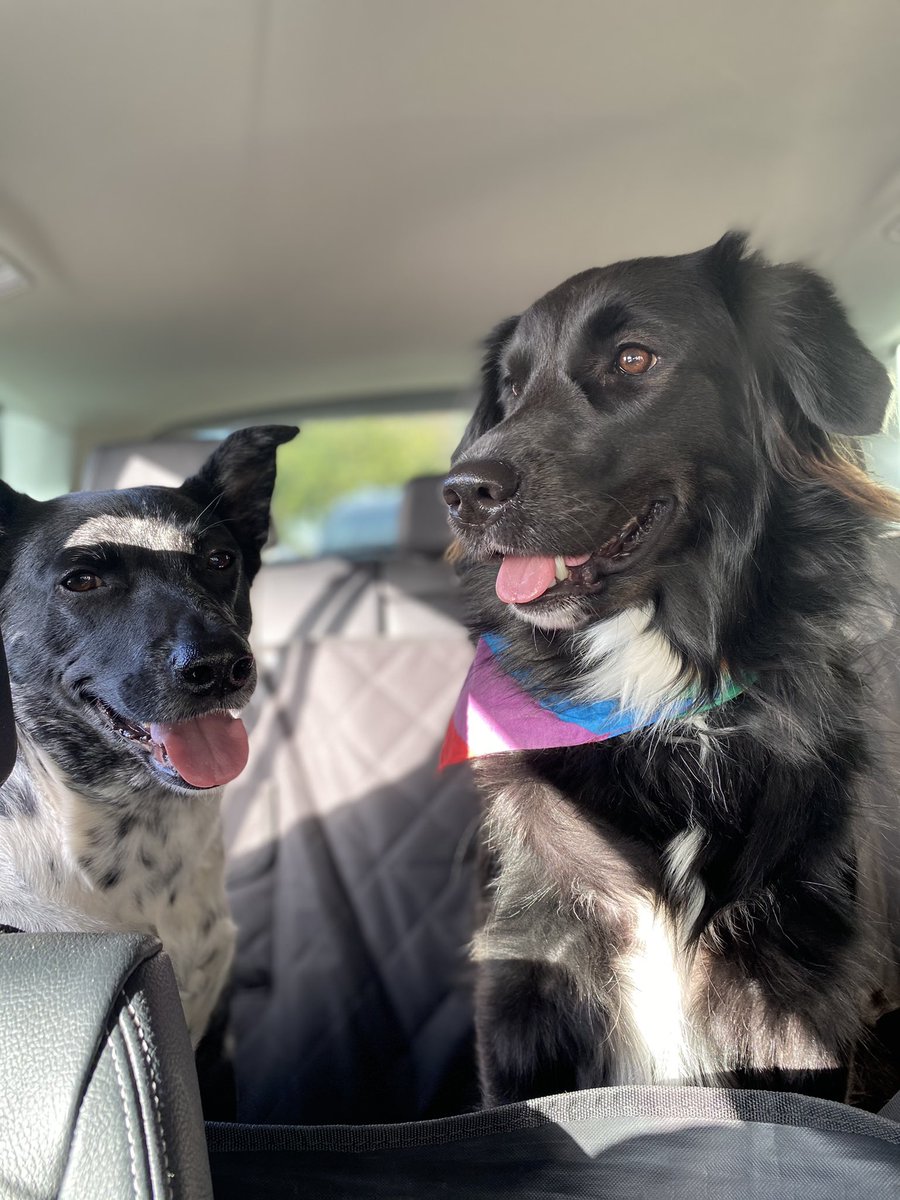milleniallyill's tweet photo. @chrissychlapp Well if you’re okay with one of those girlfriends also having a husband you can play with my pups 😊 https://t.co/VcV4virBu4