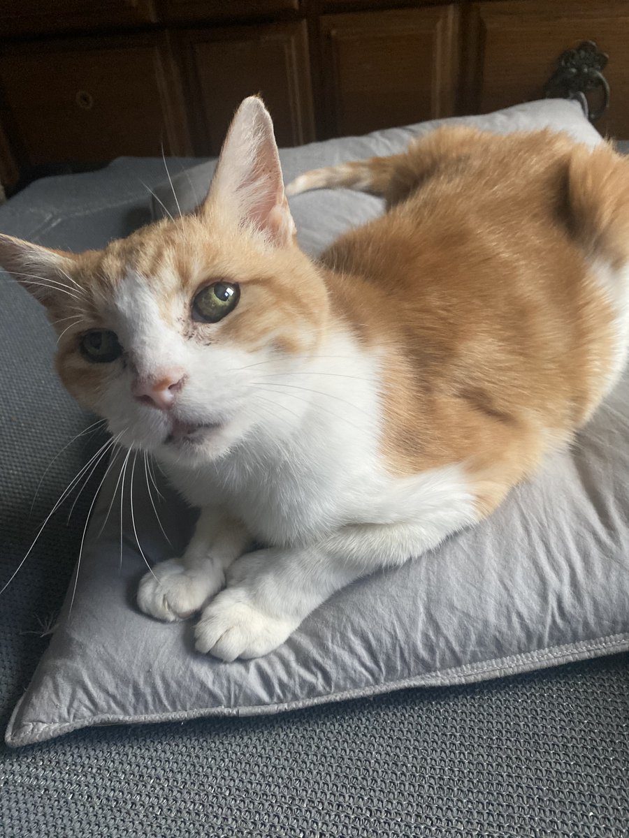 Houston Cares Animal Rescue tweet media