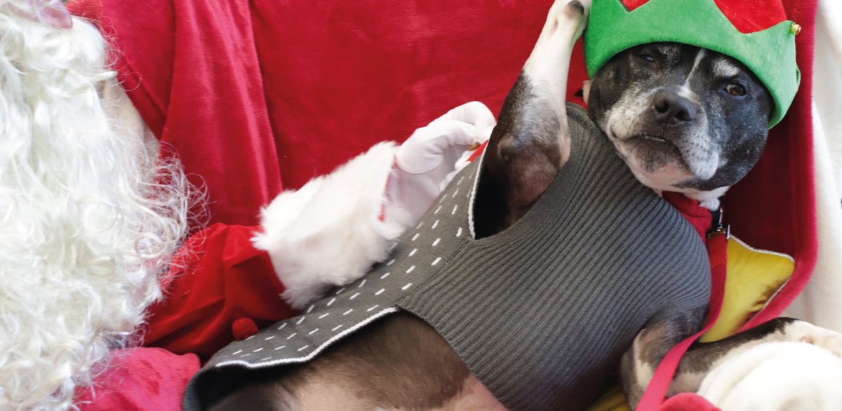 virtualsantaelf's tweet photo. Hard day's work for Dodger today! #santashelper https://t.co/1RqND60akx
