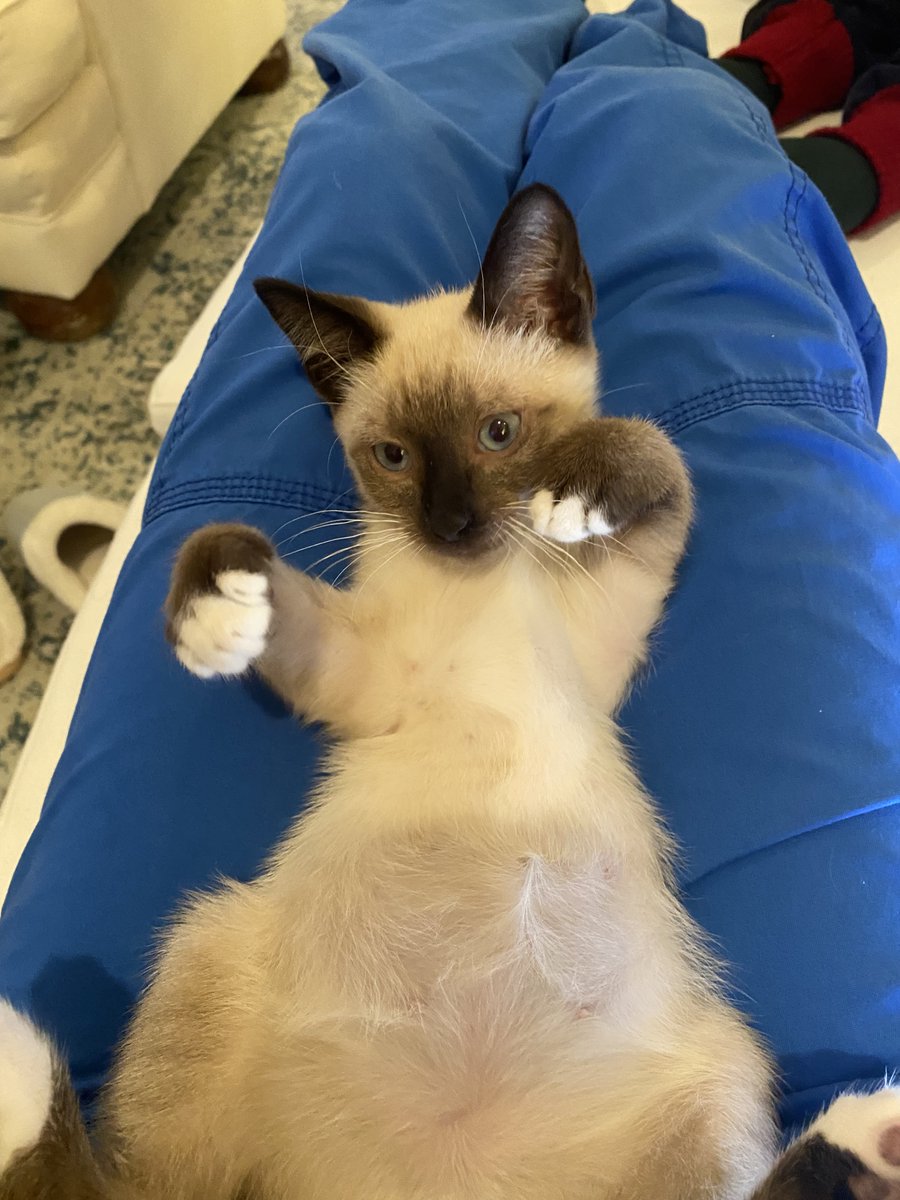 Houston Cares Animal Rescue tweet media