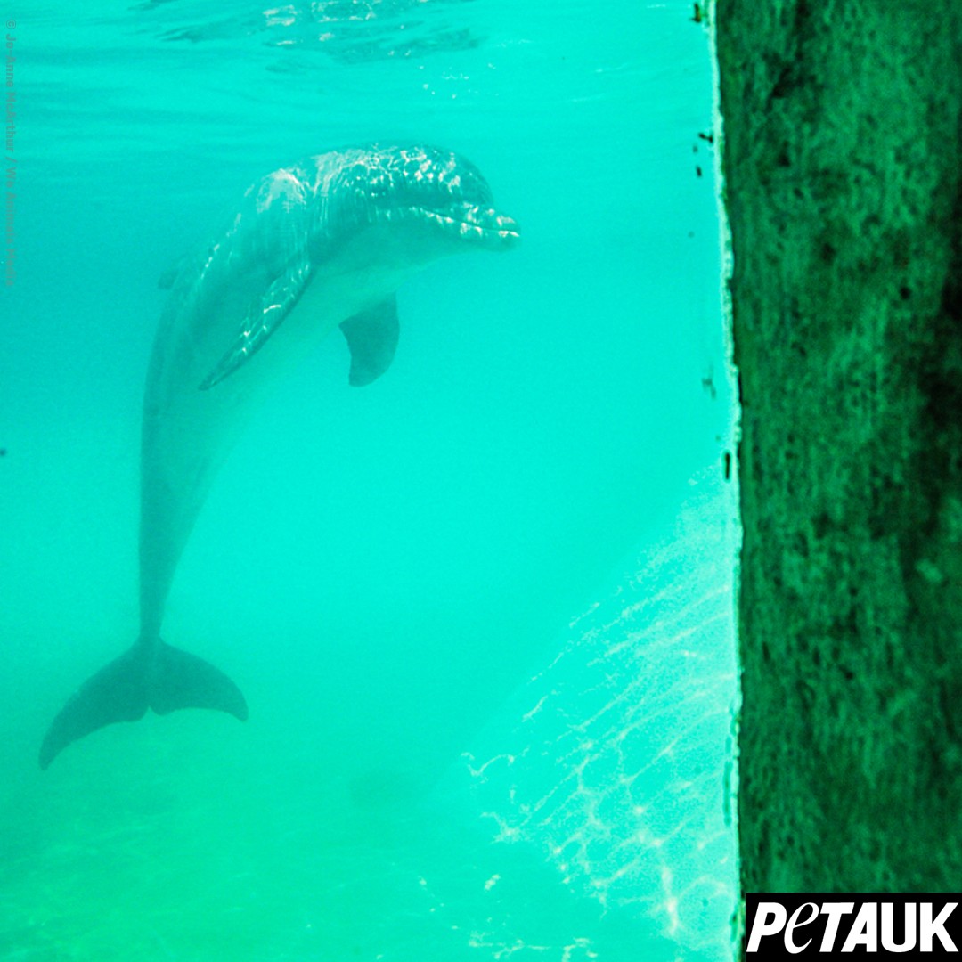 PETAUK tweet picture