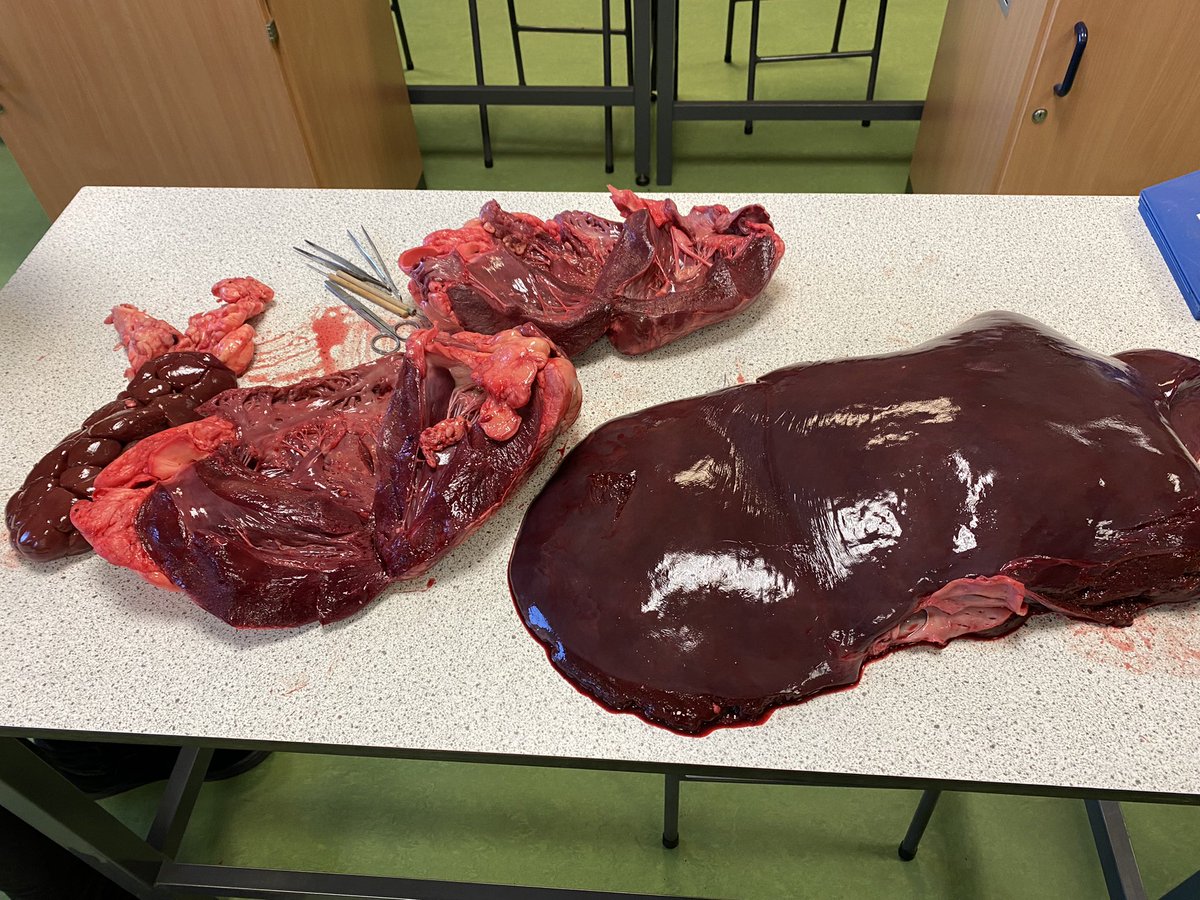 KnoxBiology's tweet photo. Nat 5’s and Highers getting to explore the ox hearts, kidneys and liver today. @knoxacademy https://t.co/2rERYPqzzw