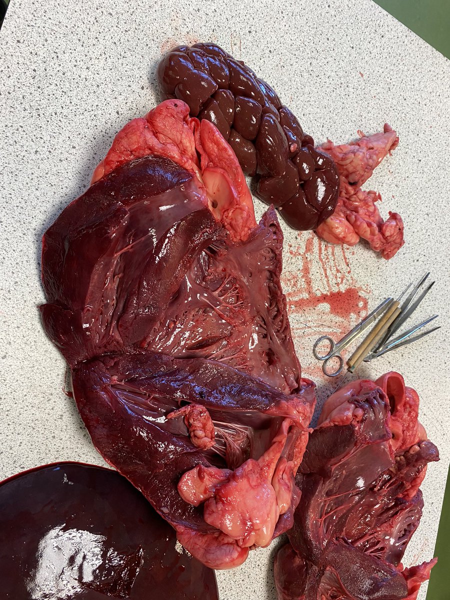 Nat 5’s and Highers getting to explore the ox hearts, kidneys and liver today. <a href="/knoxacademy/">Knox Academy</a>