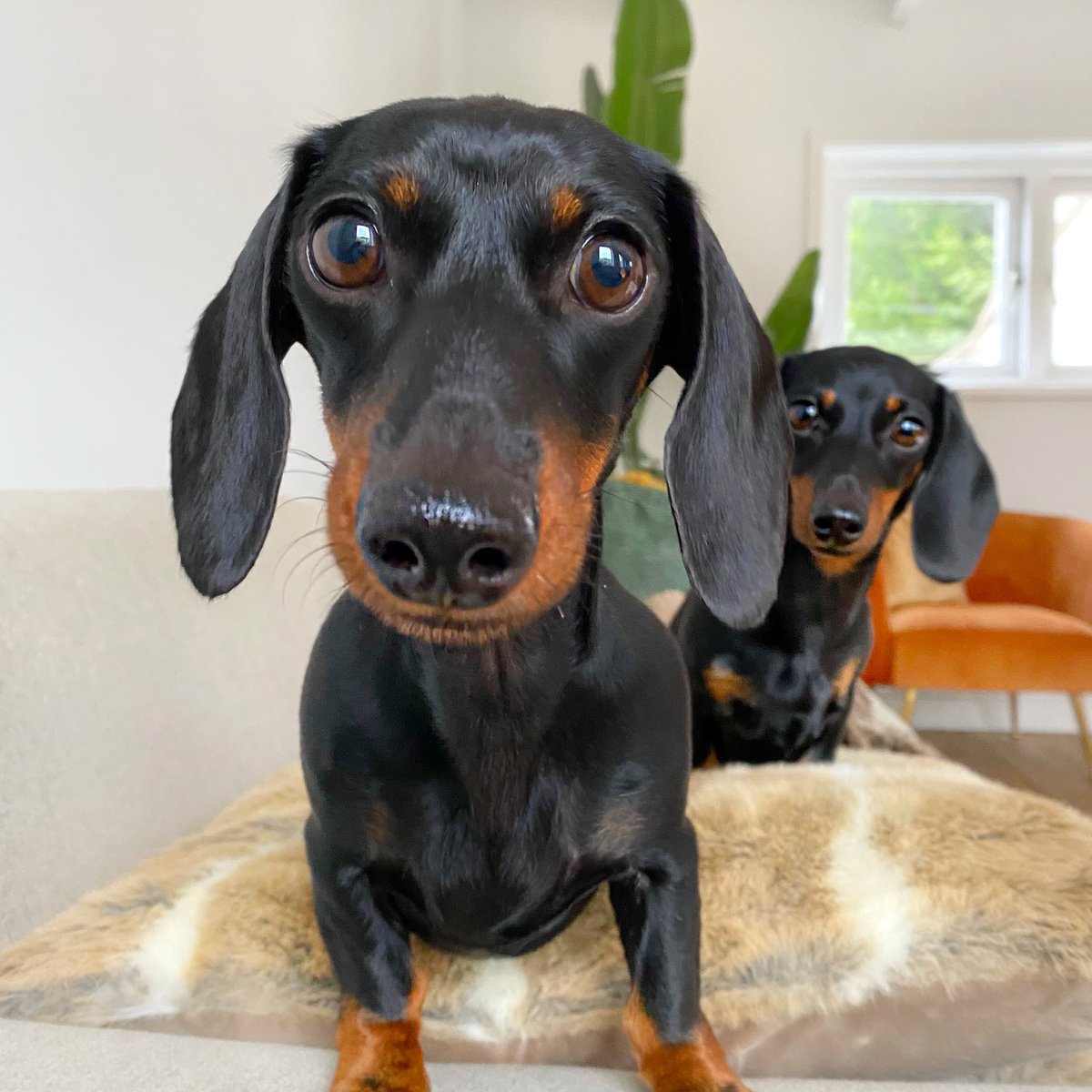 loulouminidachshund tweet media