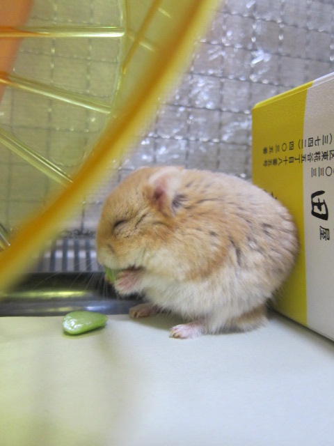 さららみるる Sararamiruru Twitter