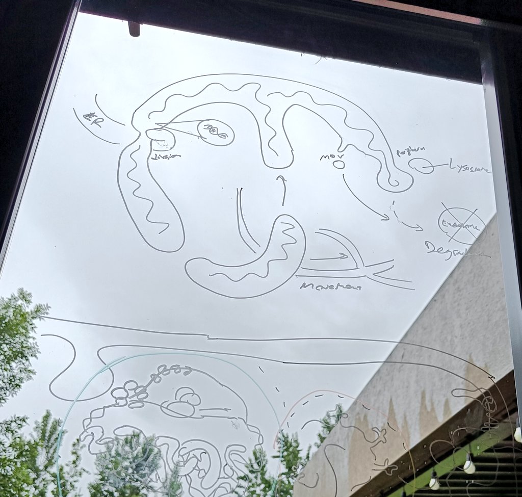 jclandoni's tweet photo. Love a before and after.
Still a work in progress - comments are welcome 🤓
#Mitochondria #PhDlife #thesis #illustration #mitodynamics https://t.co/4hdE4BhTU3