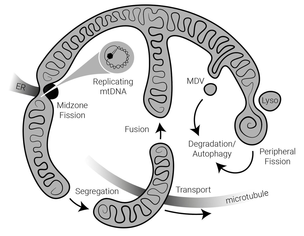 jclandoni's tweet photo. Love a before and after.
Still a work in progress - comments are welcome 🤓
#Mitochondria #PhDlife #thesis #illustration #mitodynamics https://t.co/4hdE4BhTU3