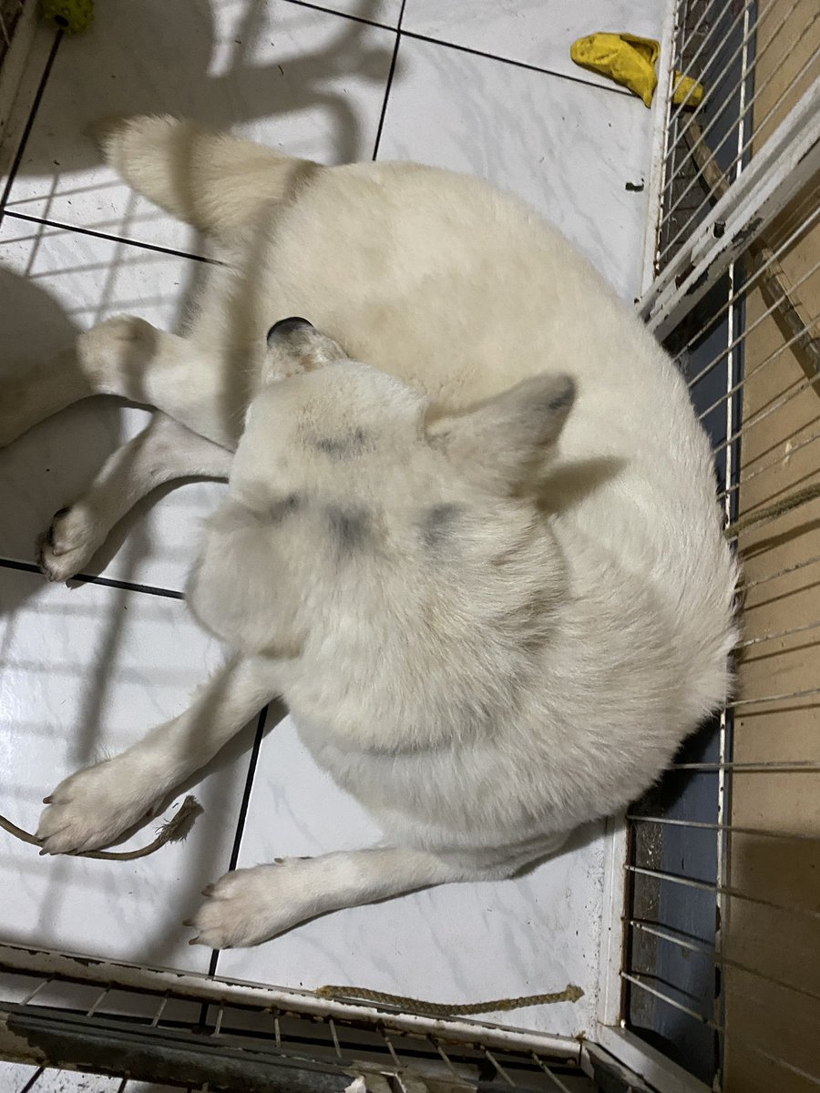 winterjad3's tweet photo. Mekaniko yarn? Ang kulit! π #WhiteDogProblems https://t.co/10GOuaVMki