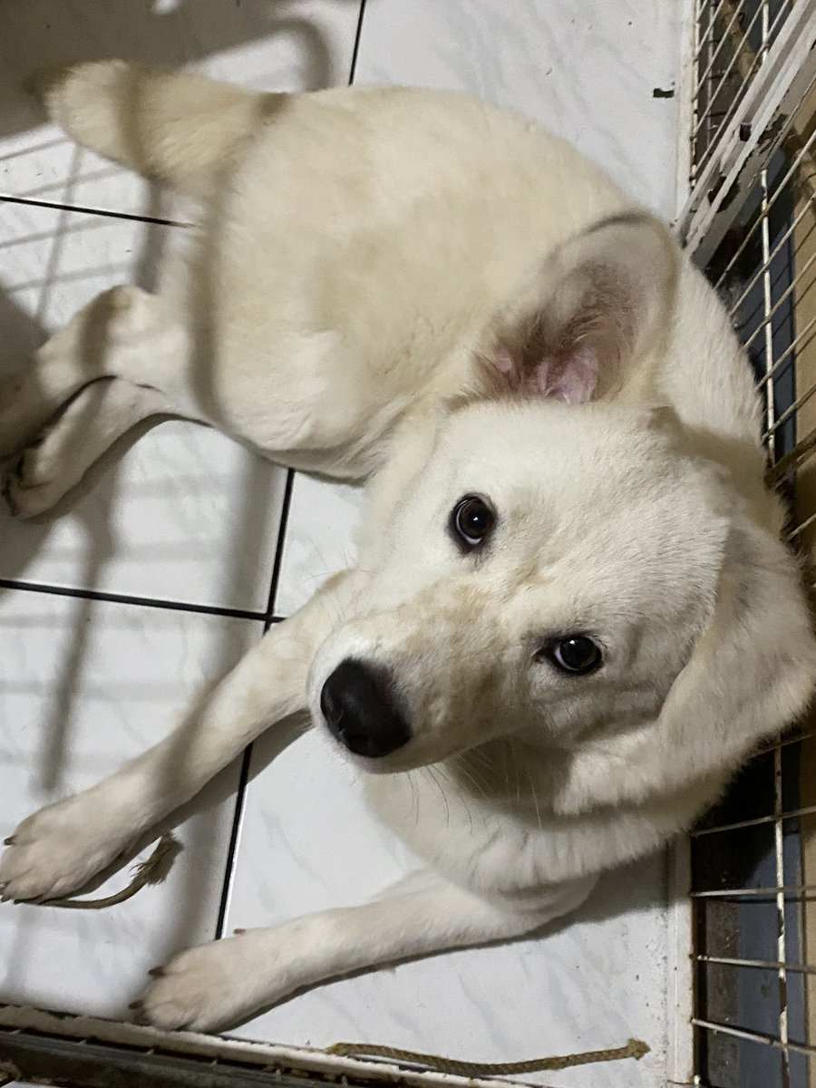 winterjad3's tweet photo. Mekaniko yarn? Ang kulit! π #WhiteDogProblems https://t.co/10GOuaVMki