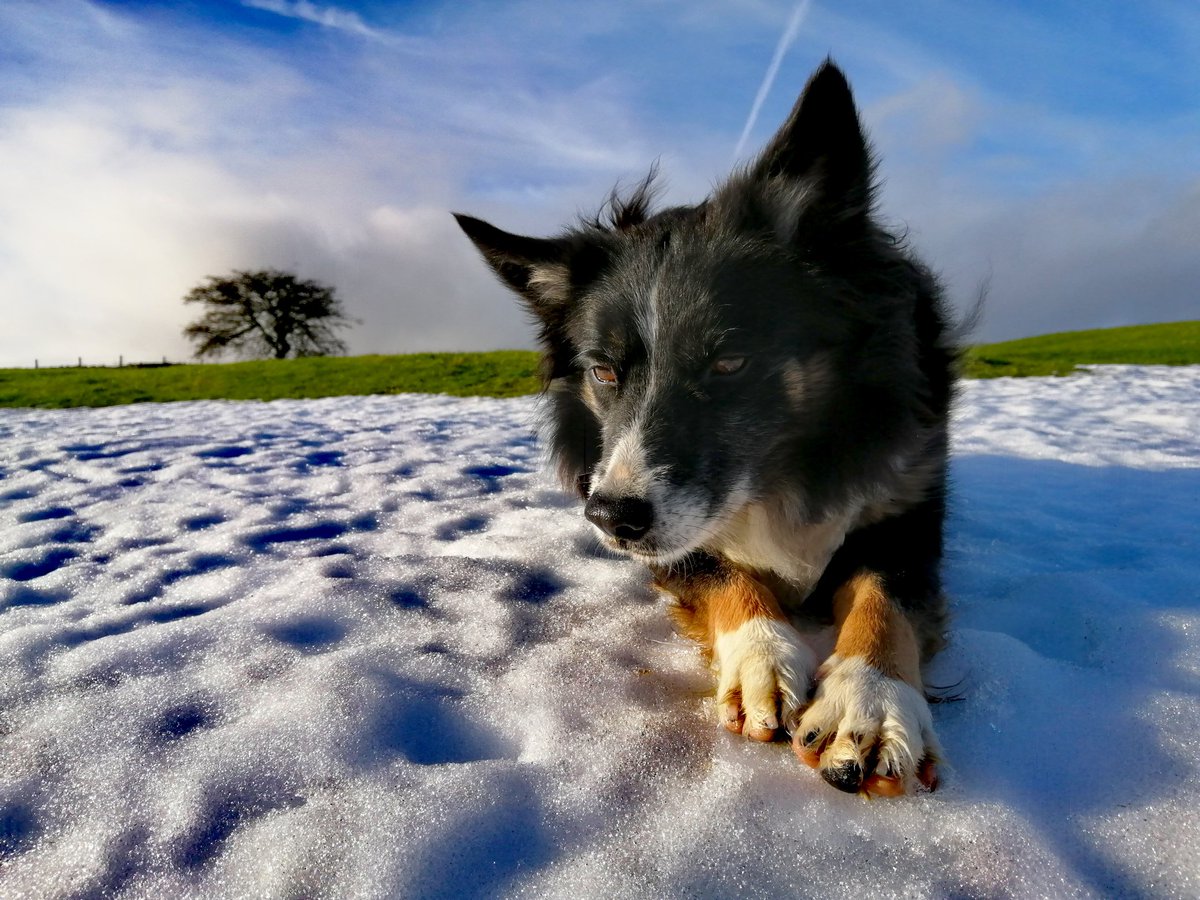 A beautiful afternoon on the rounds with Meg. Snow still lingering from #StormArwen Glad the solitary hawthorn tree survived the stormy weather. #farm #collie #DogsofTwittter