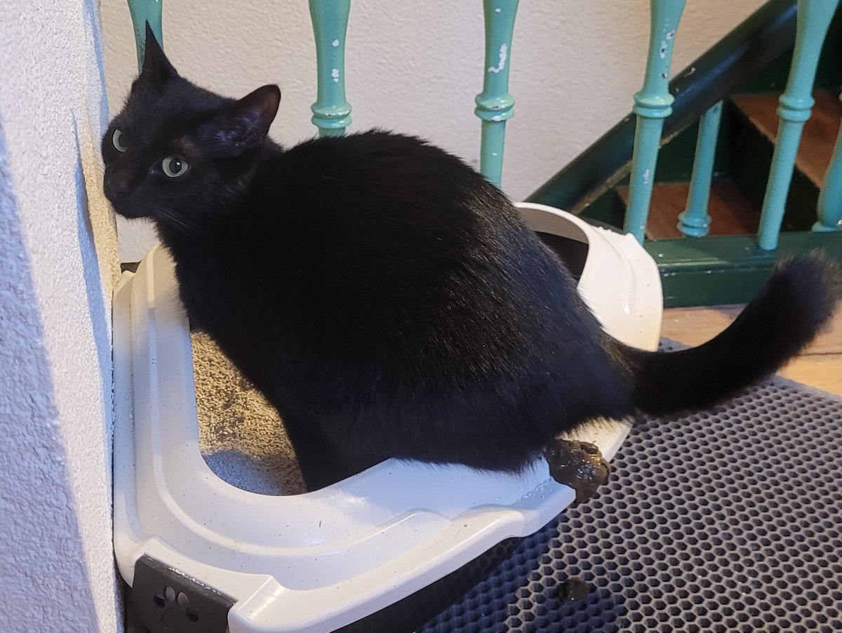 LilithLoud's tweet photo. Hol dir eine Katze, haben sie gesagt.
Das sind saubere Tiere, haben sie gesagt...
#shithappend https://t.co/38MGVre5Jt