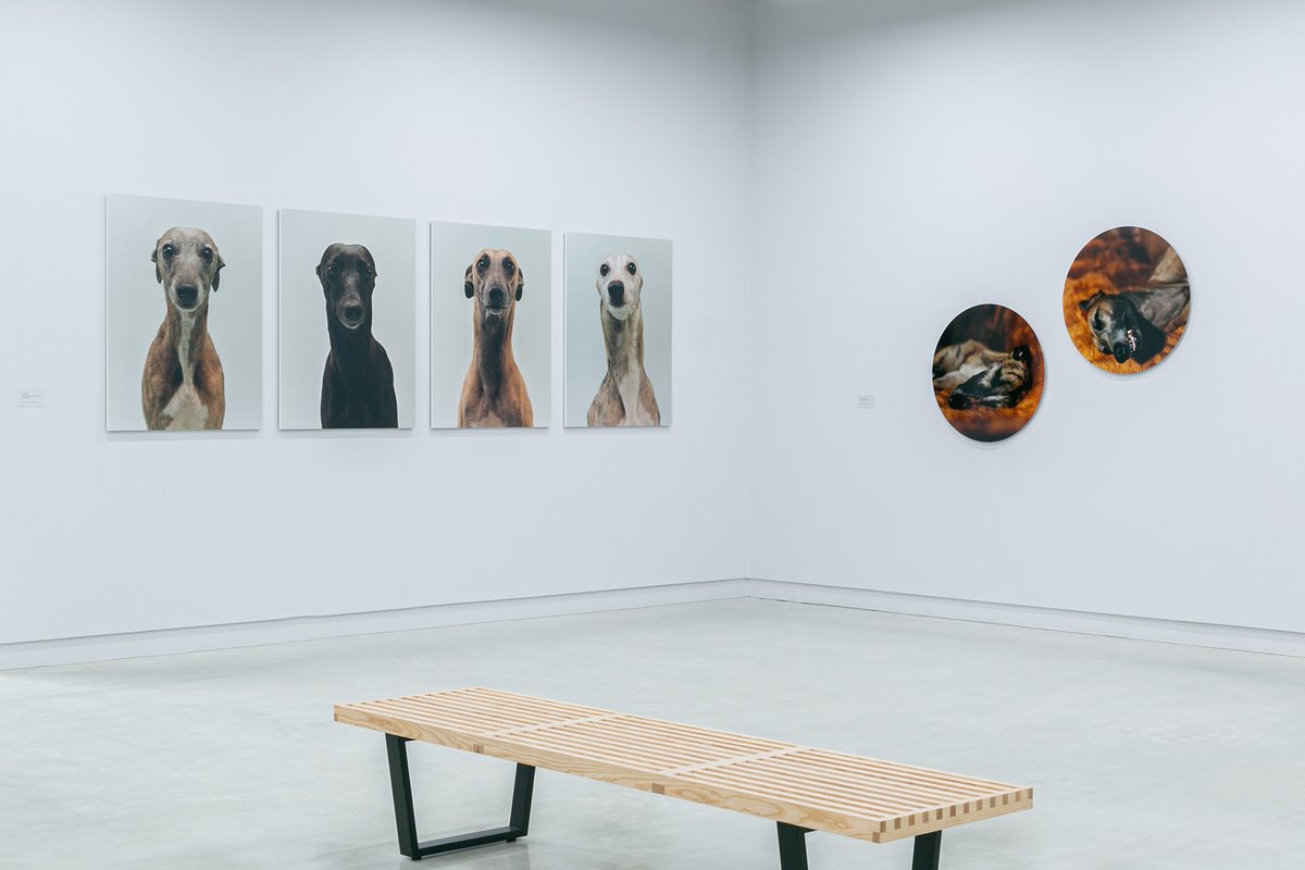 Modell Tier at #Kunsthaus #Göttingen 'til 2 January with 3 of my works from The Refusal. Other artists: Wolf Erlbruch (Germany), Roni Horn (USA), Sanna Kannisto (Finland), Olivier Richon (Switzerland), Michal Rovner (Israel), Thomas Struth (Germany) &amp; Tomasz Gudzowaty (Poland)