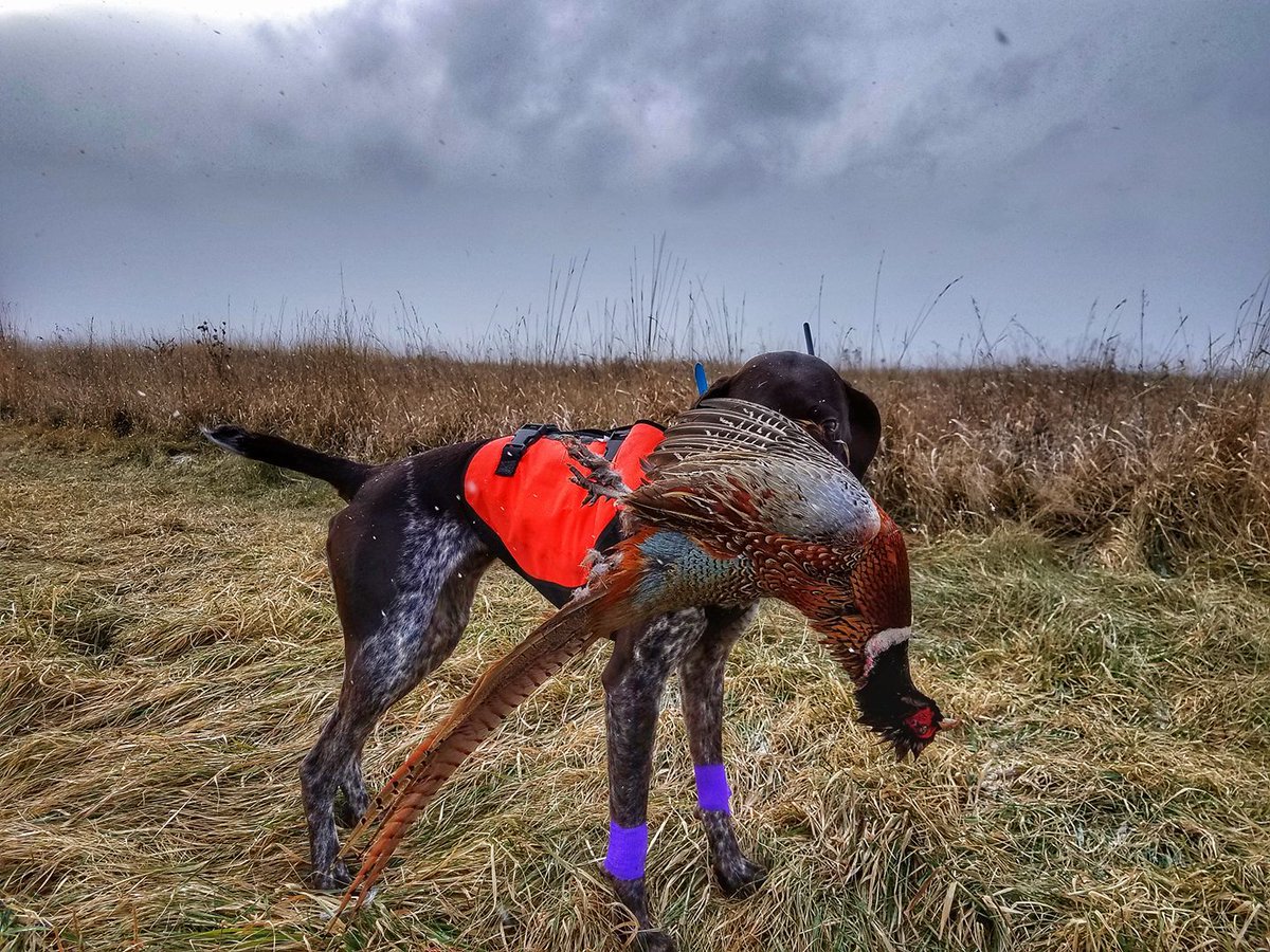 BobStPierre's tweet photo. Don't let wild animals die a second death in your freezer! NEW ON THE WING PODCAST! is about taking care of your game birds from prairie to plate https://t.co/aJYp3y0Wg5 w/ @waltonsinc @pheasants4ever @quail4ever #PrairieToPlate https://t.co/M64chJdwlR
