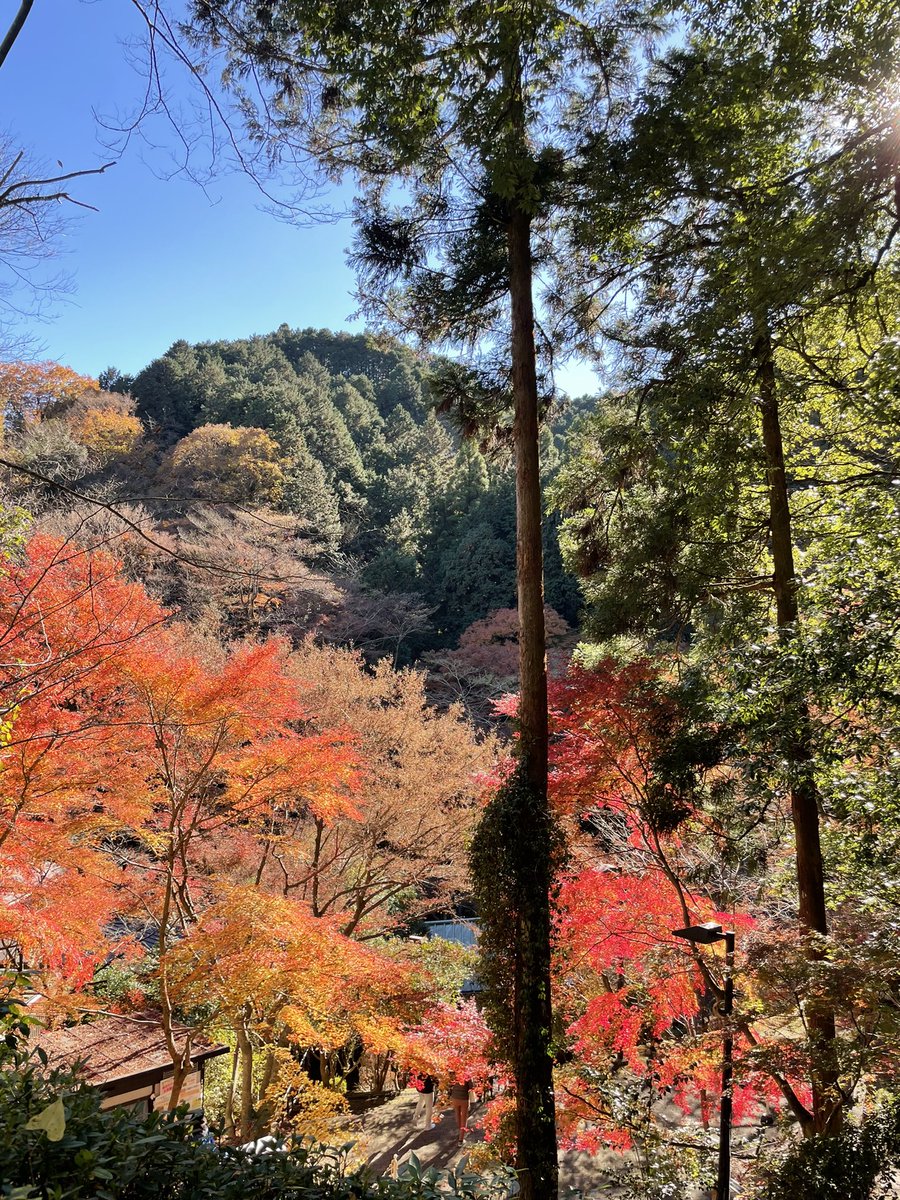 n__009312's tweet photo. もう冬だけど秋の写真🍂🌾 https://t.co/s8H0fldNru