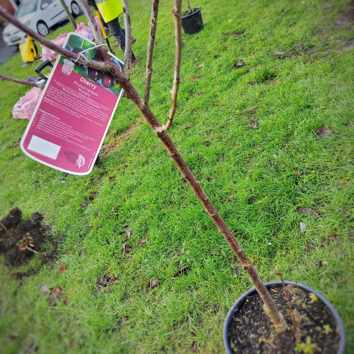 GhazaliTrust's tweet photo. The beginning of a fruit orchard on Pitt st. Thanks to @GroundworkGM and @OldhamCouncil today Apple, Cherry and Pear trees. This is the start of an amazing transformational project-from an area of anti-social disorder to environmental harmony 

#GreenGlodwick https://t.co/XZ7rGZiUgp