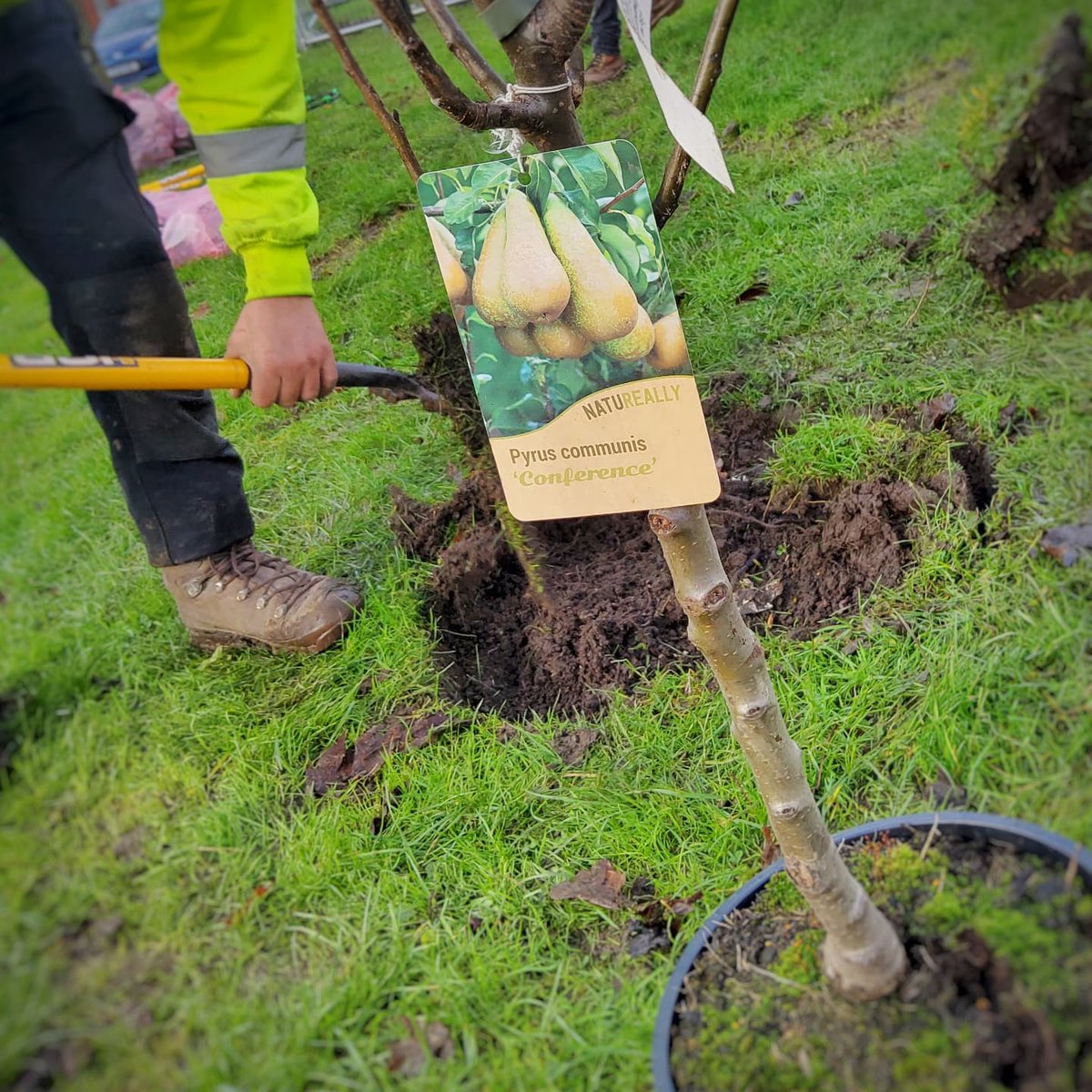 GhazaliTrust's tweet photo. The beginning of a fruit orchard on Pitt st. Thanks to @GroundworkGM and @OldhamCouncil today Apple, Cherry and Pear trees. This is the start of an amazing transformational project-from an area of anti-social disorder to environmental harmony 

#GreenGlodwick https://t.co/XZ7rGZiUgp
