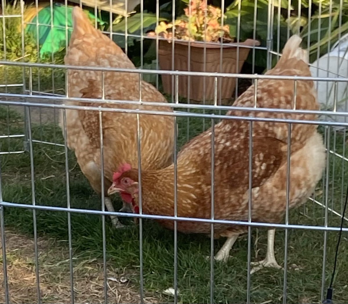 Alice99549446's tweet photo. @OnTheFarmC5 My three chickens are called Mars, Twix and kitkat #winteronthefarmlive https://t.co/ajApGfhzha
