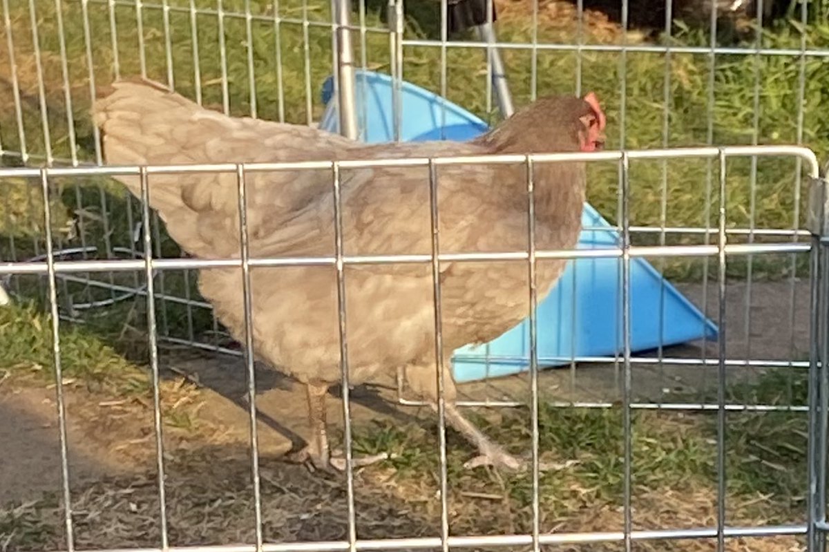 Alice99549446's tweet photo. @OnTheFarmC5 My three chickens are called Mars, Twix and kitkat #winteronthefarmlive https://t.co/ajApGfhzha