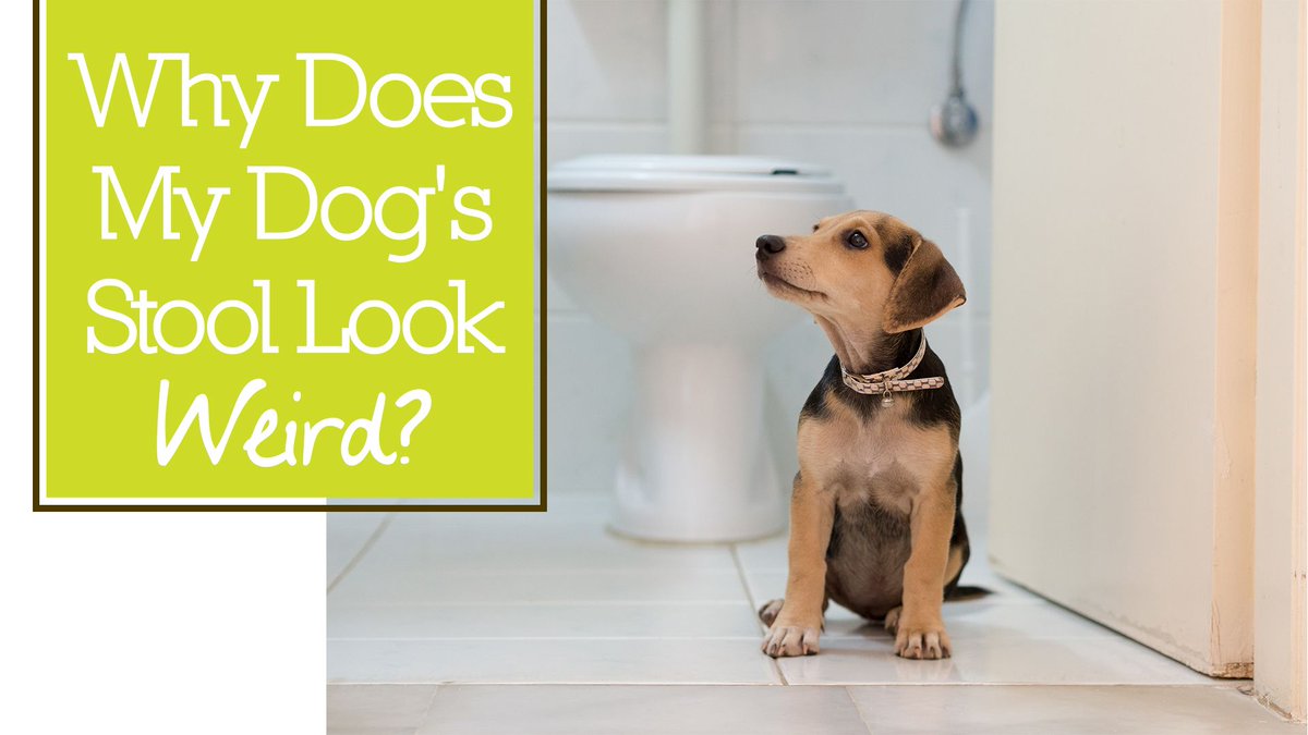 Since bowel &amp; anal gland health are connected to digestive health, if your four-legger's stool has deviated from normal, it's a call to action to prioritize their gut health starting with their the microbiome. 🐶🐱 Learn more >>buff.ly/3kktHw0 #dogguthealth #catmicrobiome