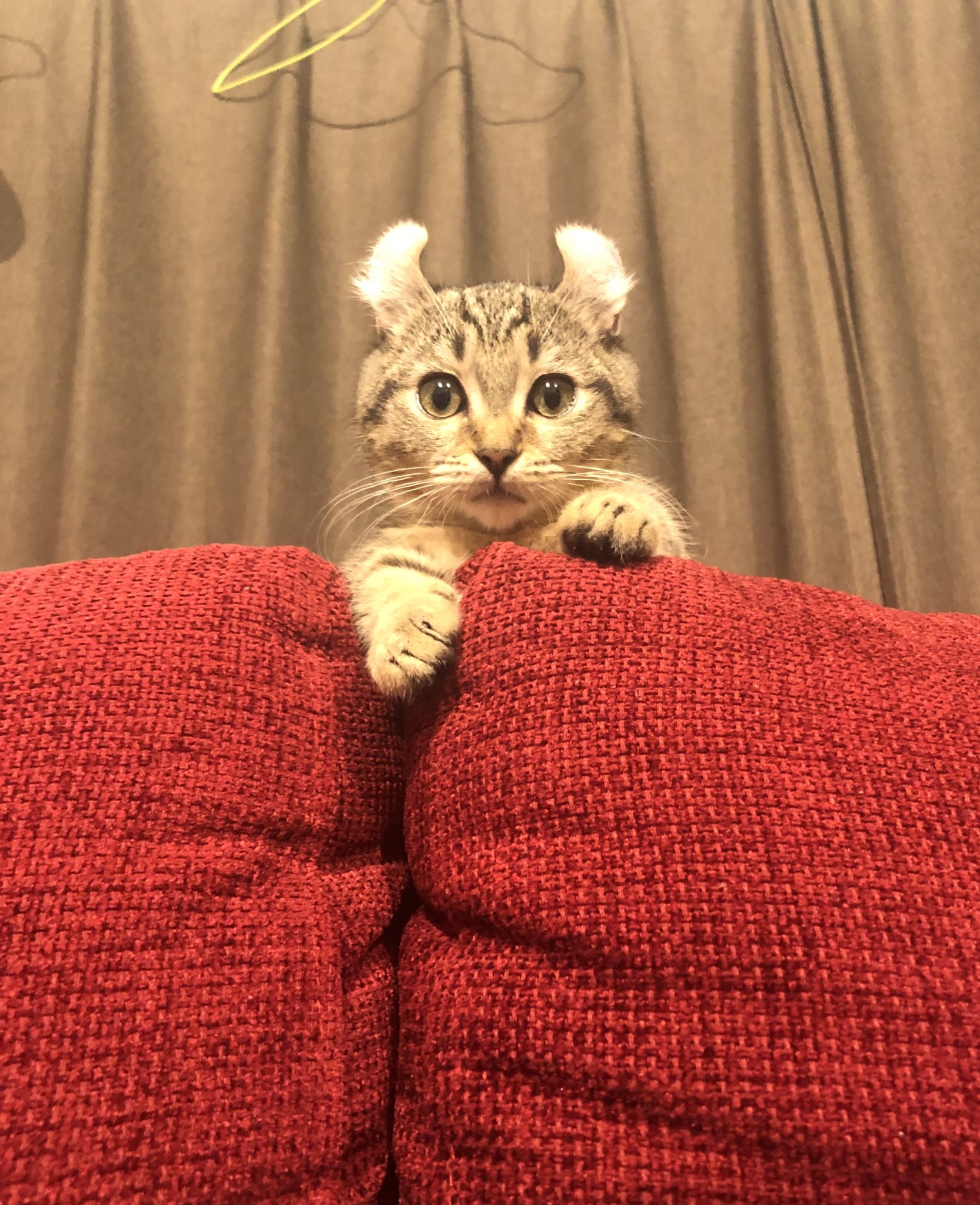 進撃の巨人コラボ Twitter Search Twitter