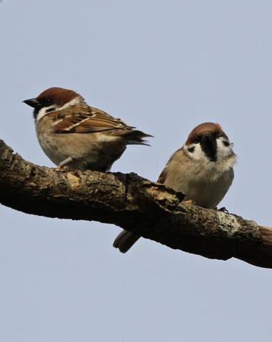 HNHS & Herts Bird Club (@hnhsoc) on Twitter photo HNHS has objected to the proposed 6,000-home 'Bowmans Cross' development near Tyttenhanger gravel pits. It threatens the last known colony of Tree Sparrows in SE England and other rare and protected species. hnhs.org/news/hnhs-form… <a href="/SaveTyttGP/">Save Tyttenhanger!</a> <a href="/HertsmereBC/">Hertsmere BC</a> <a href="/StAlbans/">Patrick O'Borski</a> HNHS has objected to the proposed 6,000-home 'Bowmans Cross' development near Tyttenhanger gravel pits. It threatens the last known colony of Tree Sparrows in SE England and other rare and protected species. hnhs.org/news/hnhs-form… <a href="/SaveTyttGP/">Save Tyttenhanger!</a> <a href="/HertsmereBC/">Hertsmere BC</a> <a href="/StAlbans/">Patrick O'Borski</a>